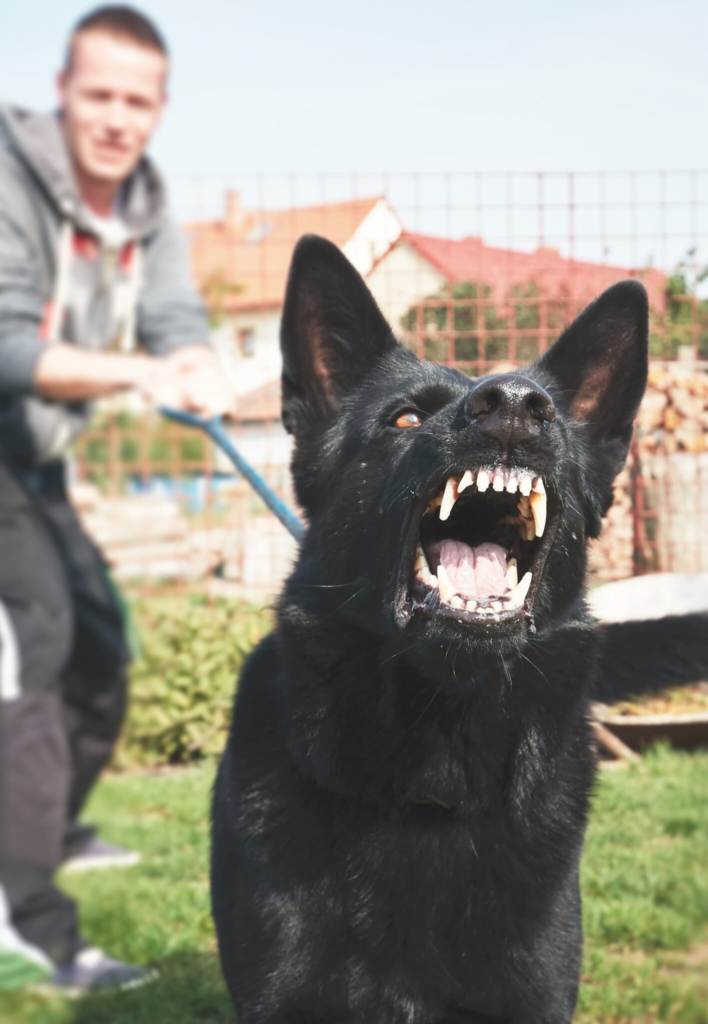 dog barking